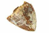 Serrated, Fossil Phytosaur (Redondasaurus) Tooth - New Mexico #294967-1
